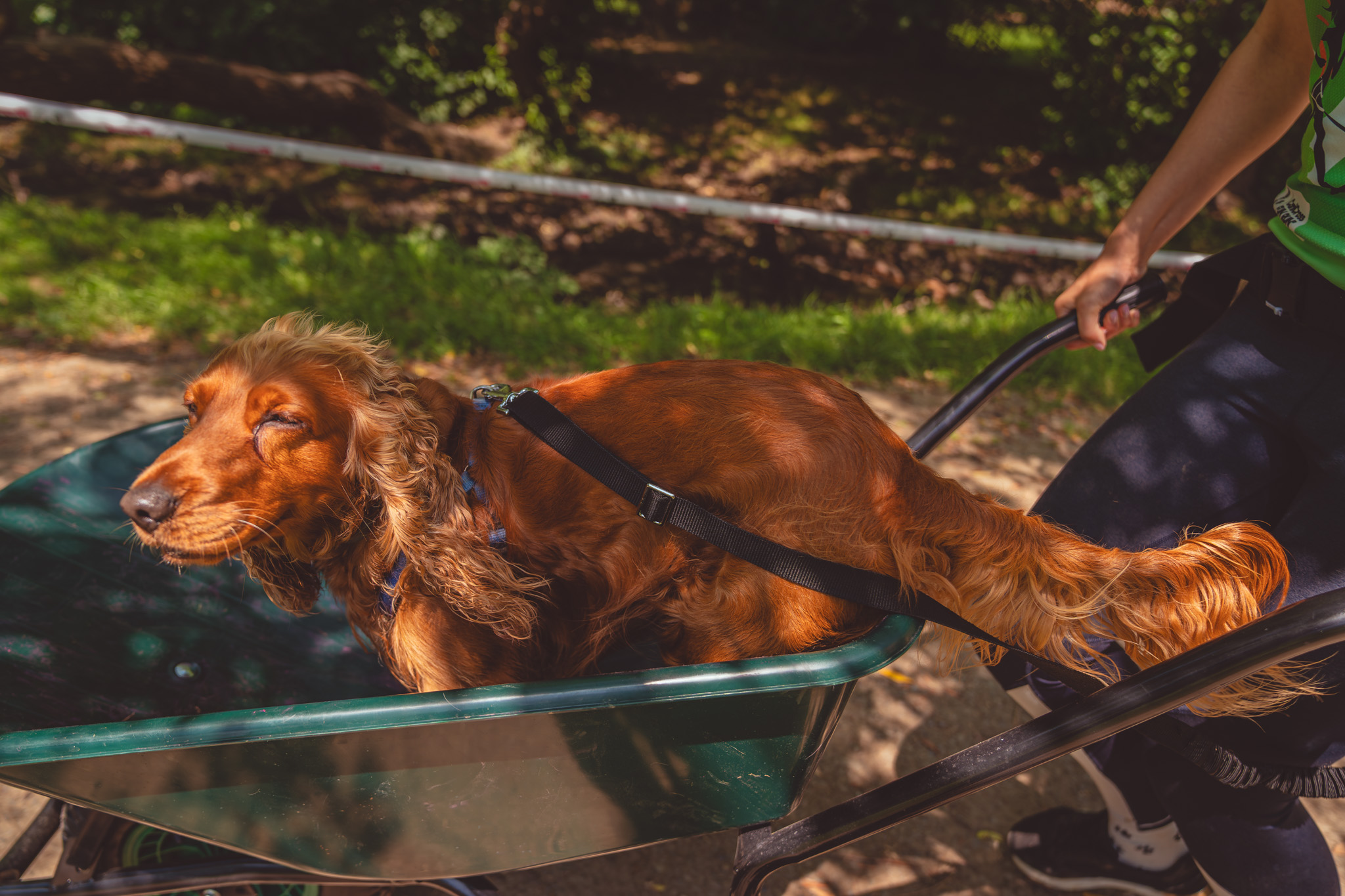 Canicross Sibiu Cygraphy 12