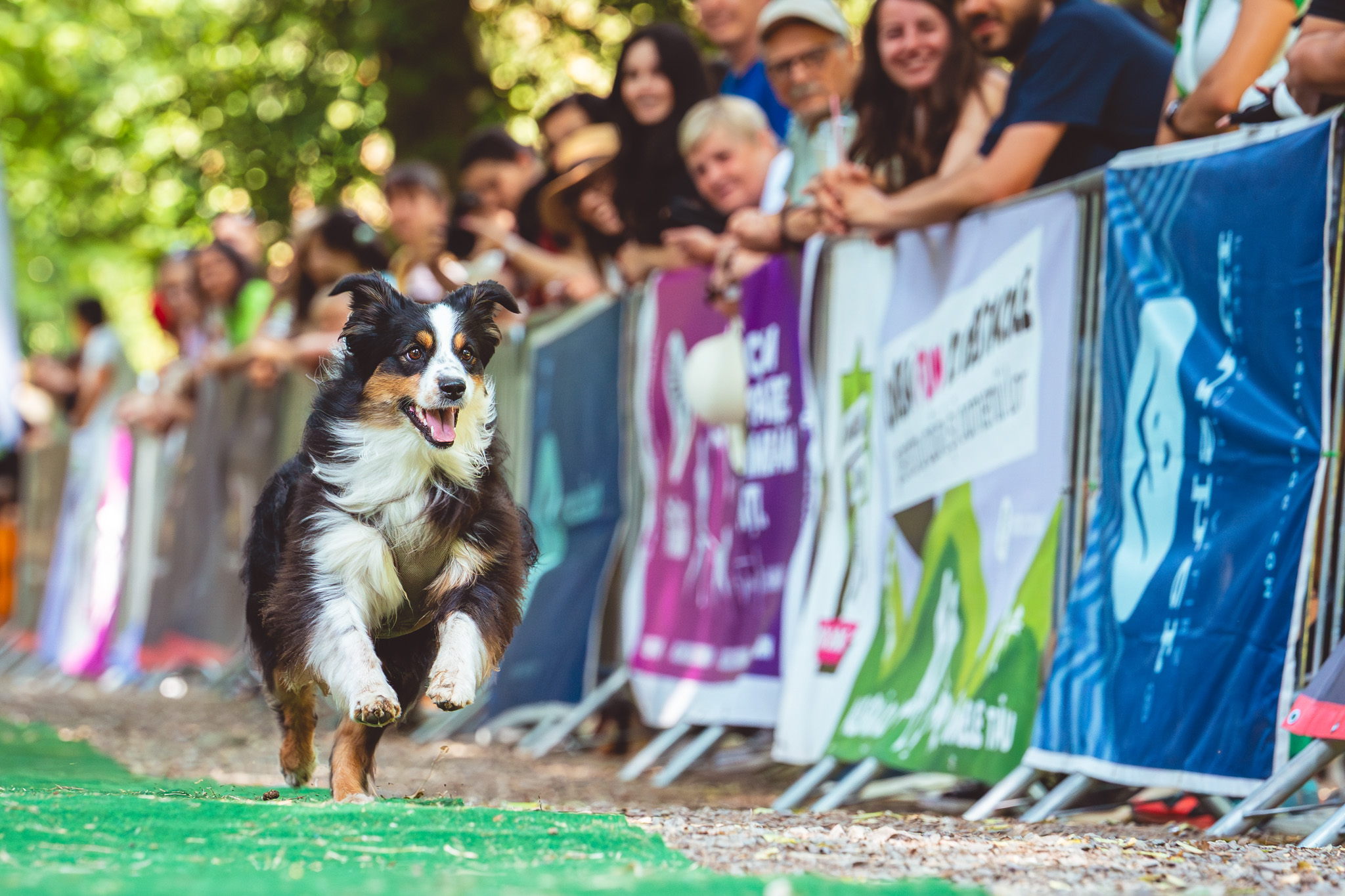 Canicross Sibiu Cygraphy 42