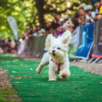 Canicross Fun Run Sibiu - 2025 Canicross Sibiu Cygraphy 57