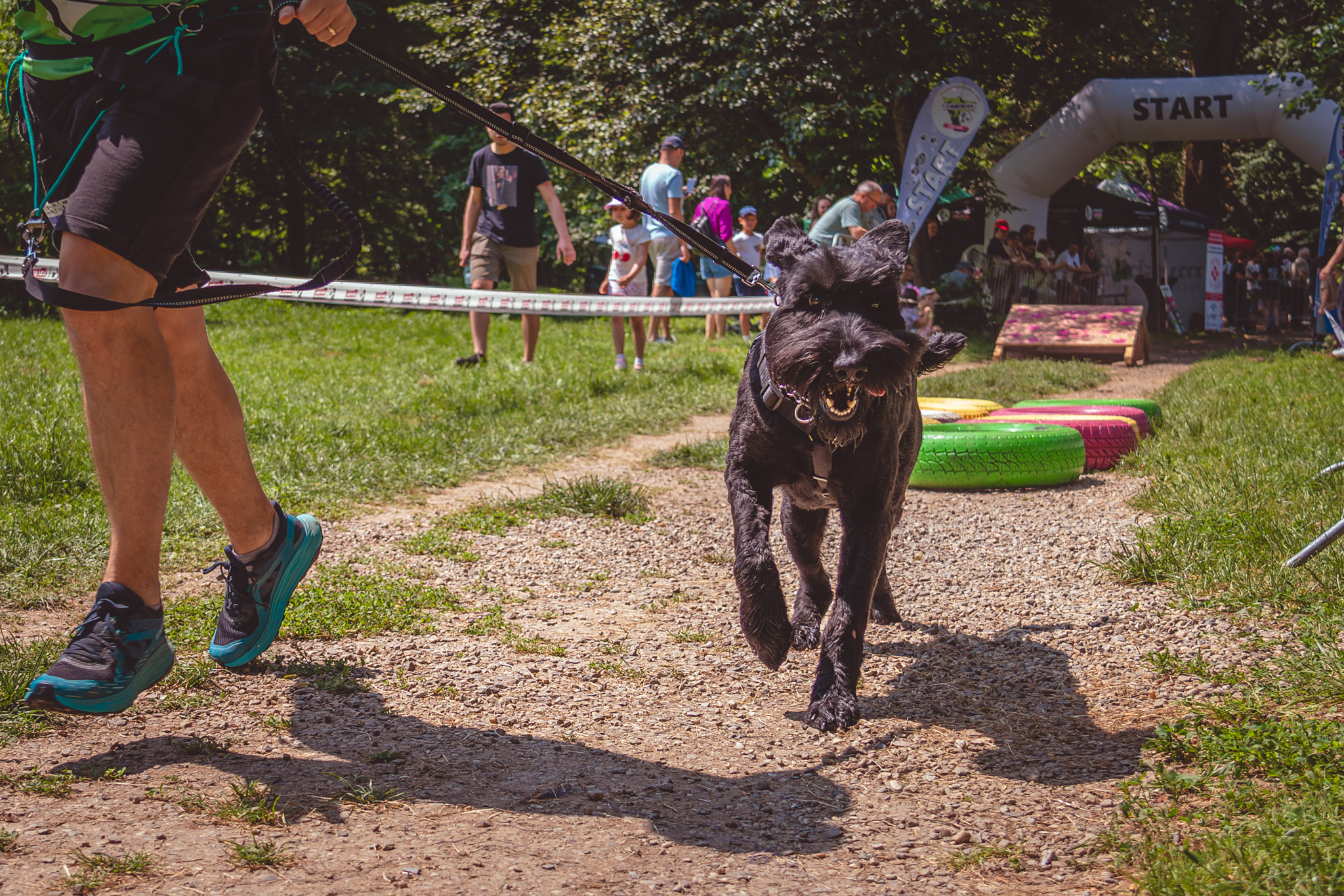 Canicross Sibiu Cygraphy 88